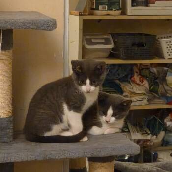 Farlow -  Domestic Short Hair Cat for Adoption in Arthur, Ontario - Farlow | PetCurious