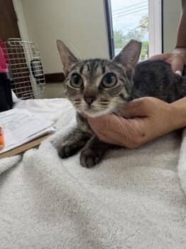 Tabitha -  Domestic Short Hair Cat for Adoption in Fort Worth, Texas - Tabitha | PetCurious