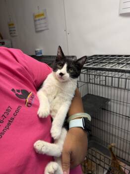 Kian -  Domestic Short Hair Cat for Adoption in Ontario, California - Kian | PetCurious
