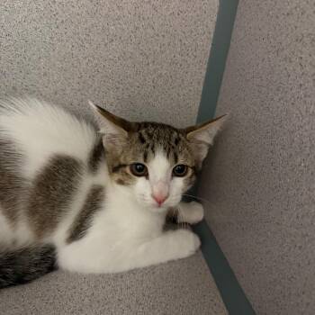 Peanut -  Domestic Short Hair Cat for Adoption in Port Charlotte, Florida - Peanut | PetCurious