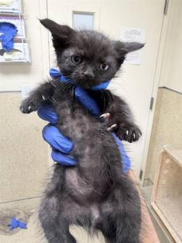 AMAR -  Domestic Short Hair Cat for Adoption in Riverside, California - AMAR | PetCurious