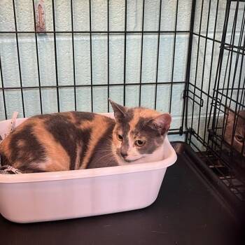 Catniss Everdeen -  Domestic Short Hair Cat for Adoption in Gadsden, Alabama - Catniss Everdeen | PetCurious