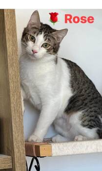 Rescue Bombay Cats for Adoption - Rose | PetCurious