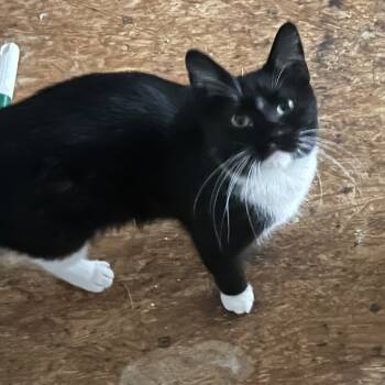 Rescue Domestic Short Hair Cats for Adoption in Fayetteville, Arkansas - Alice | PetCurious