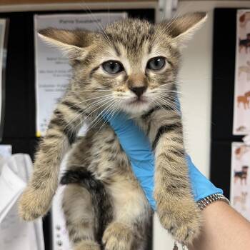 Domestic Short Hair Cats Available for Adoption in Birmingham, Alabama - Asher | PetCurious