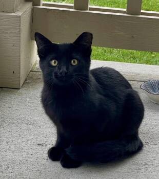 Kiko -  Domestic Short Hair Cat for Adoption in Plain City, Ohio - Kiko | PetCurious
