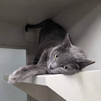 FREDERICK -  Domestic Short Hair Cat for Adoption in Las Vegas, Nevada - FREDERICK | PetCurious