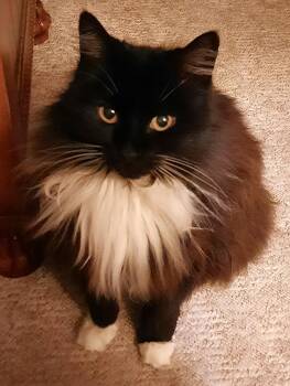 Tippy -  Tuxedo Cat for Adoption in Monterey, California - Tippy | PetCurious