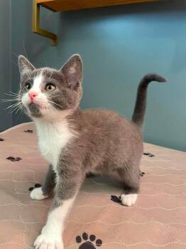 Banshee -  Domestic Short Hair Cat for Adoption in Hartville, Ohio - Banshee | PetCurious