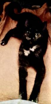 Molly -  Domestic Short Hair Cat for Adoption in Oviedo, Florida - Molly | PetCurious