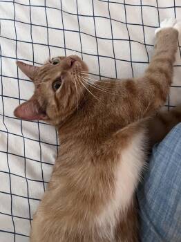 Chewy 2yrs AVA 10/8 -  Domestic Short Hair Cat for Adoption in Sterling, Massachusetts - Chewy 2yrs AVA 10/8 | PetCurious