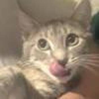 Domestic Short Hair Cats Available for Adoption in West Palm Beach, Florida - Mollie | PetCurious