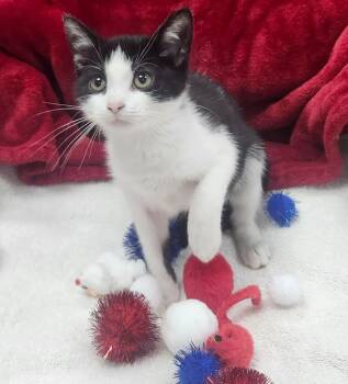 Sirius -  Domestic Short Hair Cat for Adoption in Little Rock, Arkansas - Sirius | PetCurious