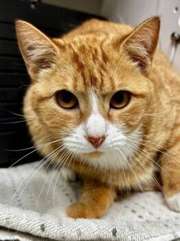 Rescue Domestic Short Hair Cats for Adoption in Wichita, Kansas - Limbowie | PetCurious