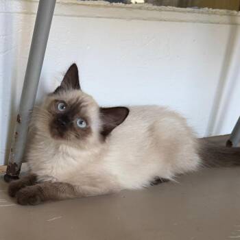 Angus -  Domestic Medium Hair Cat for Adoption in Pittsford, Vermont - Angus | PetCurious