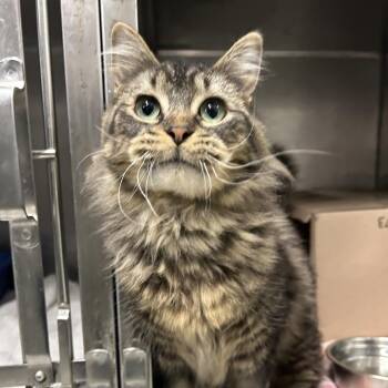Domestic Short Hair Cats Available for Adoption - Leia (Petco) | PetCurious