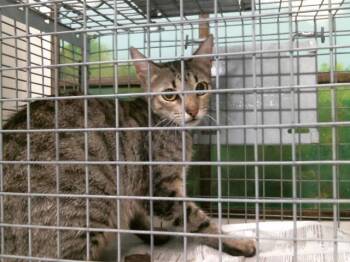 A2089254 -  Domestic Short Hair Cat for Adoption in Houston, Texas - A2089254 | PetCurious