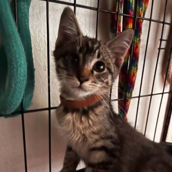 Oliver -  Domestic Short Hair Cat for Adoption in Bentonville, Arkansas - Oliver | PetCurious