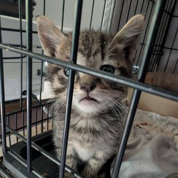 Honor -  Domestic Short Hair Cat for Adoption in Bel Air, Maryland - Honor | PetCurious