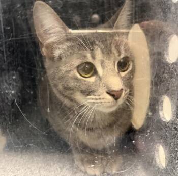Domestic Short Hair Cats Available for Adoption - Eeny | PetCurious