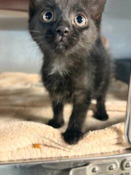 Jasta -  Domestic Short Hair Cat for Adoption in Huntington, Indiana - Jasta | PetCurious