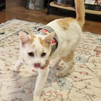 American Shorthair Cats Available for Adoption in Clarksville, Arkansas - Roadie | PetCurious