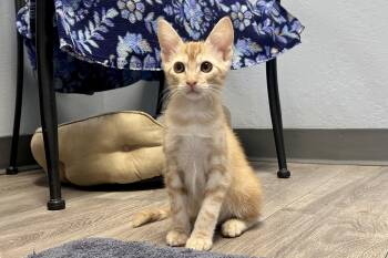 Thorne -  Domestic Short Hair Cat for Adoption in Fountain Hills, Arizona - Thorne | PetCurious