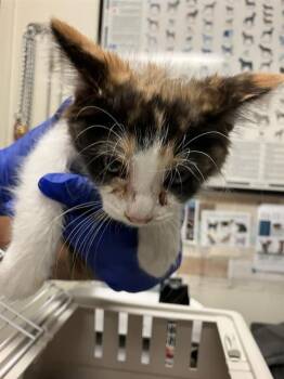 A766292 -  Domestic Short Hair Cat for Adoption in Long Beach, California - A766292 | PetCurious