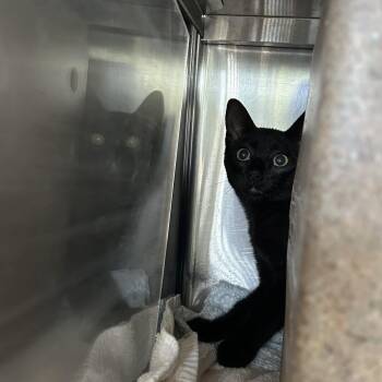 Checkers -  Domestic Short Hair Cat for Adoption in Asheville, North Carolina - Checkers | PetCurious