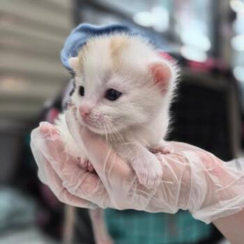 Butterscotch -  Domestic Short Hair Cat for Adoption in Bismarck, North Dakota - Butterscotch | PetCurious