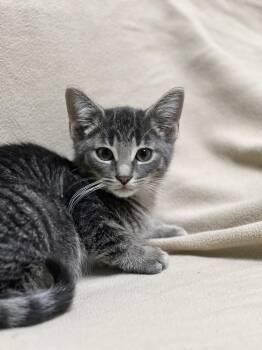 Lovely -  Domestic Short Hair Cat for Adoption in Jackson, Michigan - Lovely | PetCurious