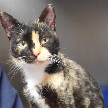 Domestic Short Hair Cats Available for Adoption - Sorbet | PetCurious