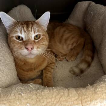 Domestic Short Hair Cats Available for Adoption in Las Vegas, Nevada - Noah | PetCurious
