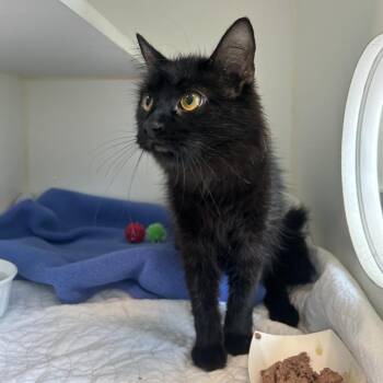 Treasure (Oreo) -  Domestic Medium Hair Cat for Adoption in Middletown, New York - Treasure (Oreo) | PetCurious