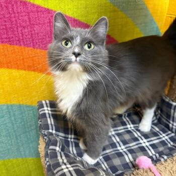 Meesha -  Domestic Medium Hair Cat for Adoption in Springfield, Missouri - Meesha | PetCurious