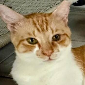 Rescue Tabby Cats for Adoption in Denver, North Carolina - Foxxy | PetCurious