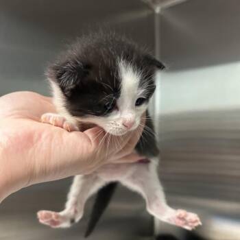 Spring Showers -  Domestic Short Hair Cat for Adoption in Greensboro, North Carolina - Spring Showers | PetCurious