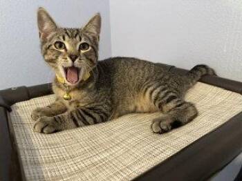 BEAR - Young, friendly Kitten -  Tabby and Domestic Short Hair Cat for Adoption in Hillsboro, Oregon - BEAR - Young, Friendly Kitten | PetCurious