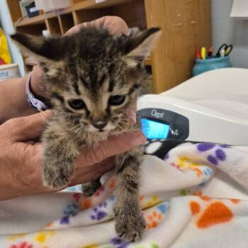 Rescue Domestic Short Hair Cats for Adoption in Show Low, Arizona - Daisy | PetCurious