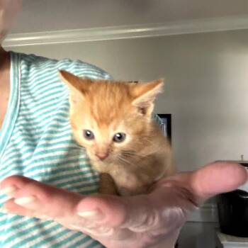 Calvin -  Domestic Short Hair Cat for Adoption in Huntsville, Alabama - Calvin | PetCurious