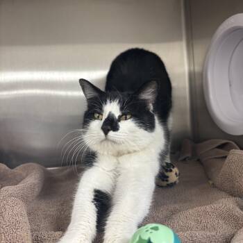 Domestic Short Hair Cats Available for Adoption - Chloe | PetCurious