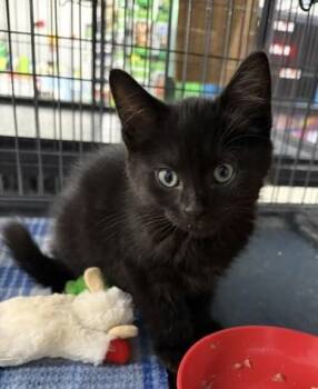 Rogan -  Domestic Short Hair Cat for Adoption in Midland, Michigan - Rogan | PetCurious