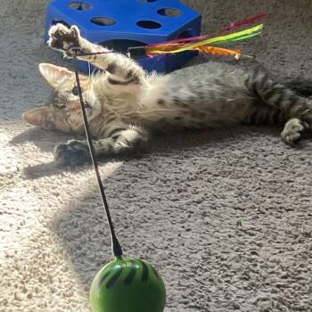 Theo -  Domestic Short Hair Cat for Adoption in Las Vegas, Nevada - Theo | PetCurious