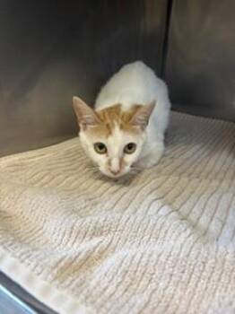 Polka Dot -  Domestic Short Hair Cat for Adoption in Providence Forge, Virginia - Polka Dot | PetCurious