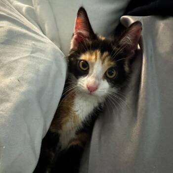 Miss Scarlett -  Domestic Short Hair Cat for Adoption in Evanston, Illinois - Miss Scarlett | PetCurious