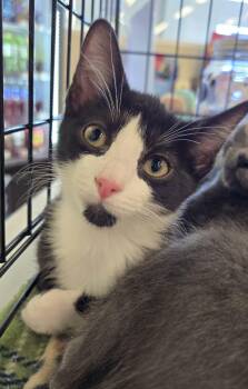 Colby -  Domestic Short Hair Cat for Adoption in Rossville, Maryland - Colby | PetCurious