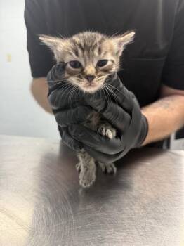 A1266206 -  Domestic Short Hair Cat for Adoption in Charlotte, North Carolina - A1266206 | PetCurious