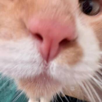 Biskey -  Domestic Short Hair Cat for Adoption in Reno, Nevada - Biskey | PetCurious