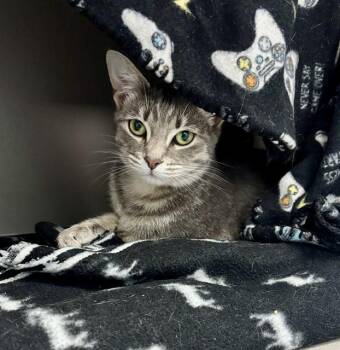 STORMIE -  Domestic Short Hair Cat for Adoption in Kalamazoo, Michigan - STORMIE | PetCurious