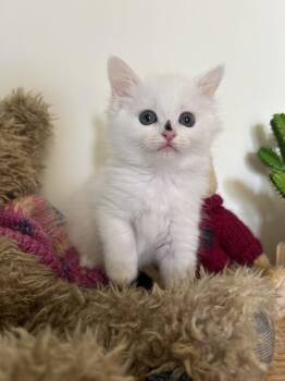 Domestic Short Hair Cats Available for Adoption - Oasis | PetCurious